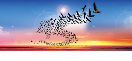 榮譽(yù)與歷程